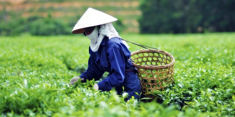 Fresh green tea leaves